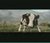 Sapi vs kungfu.
